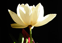 Poisons and Antidotes image